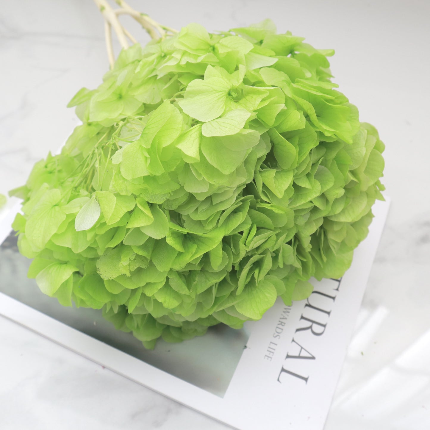 Hydrangea Bigleaf Lime