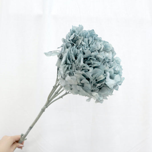 Hydrangea Bigleaf Gray Blue