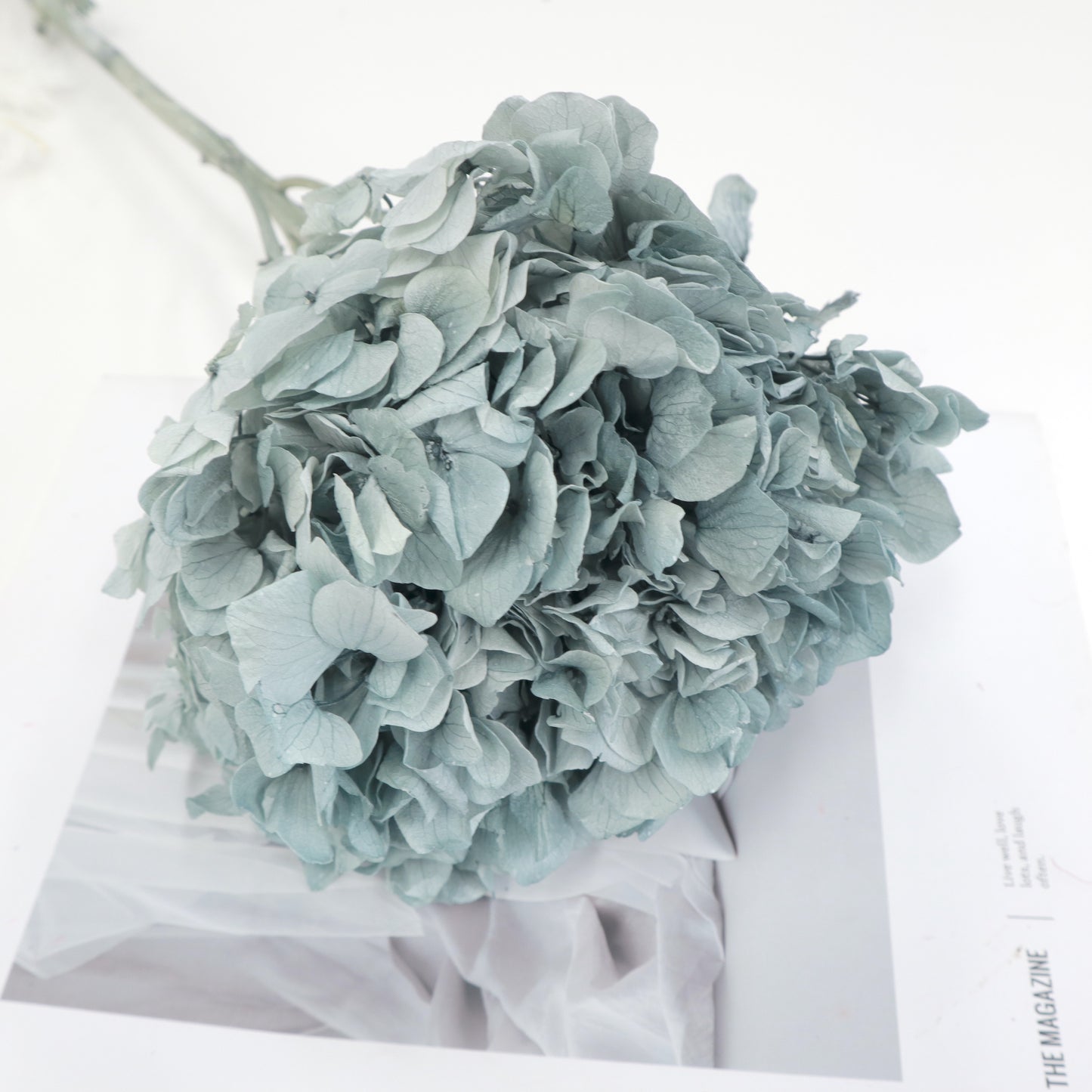 Hydrangea Bigleaf Gray Blue