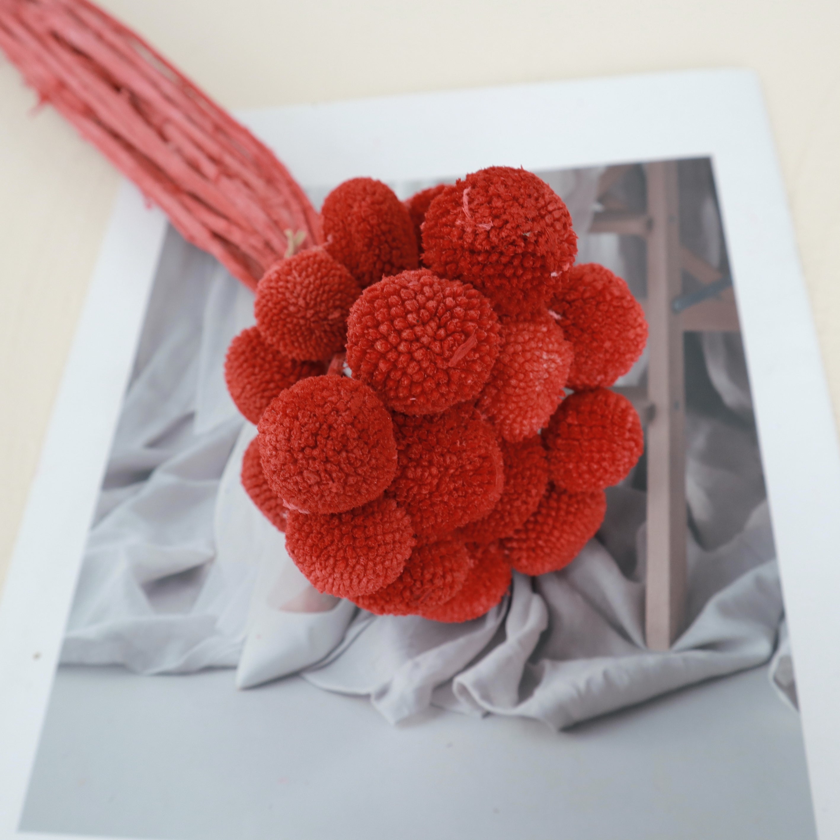 Billy Button Inbox Billy Button Red – Floral Forest Wholesale