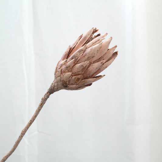 Dried Protea Repens Taupe