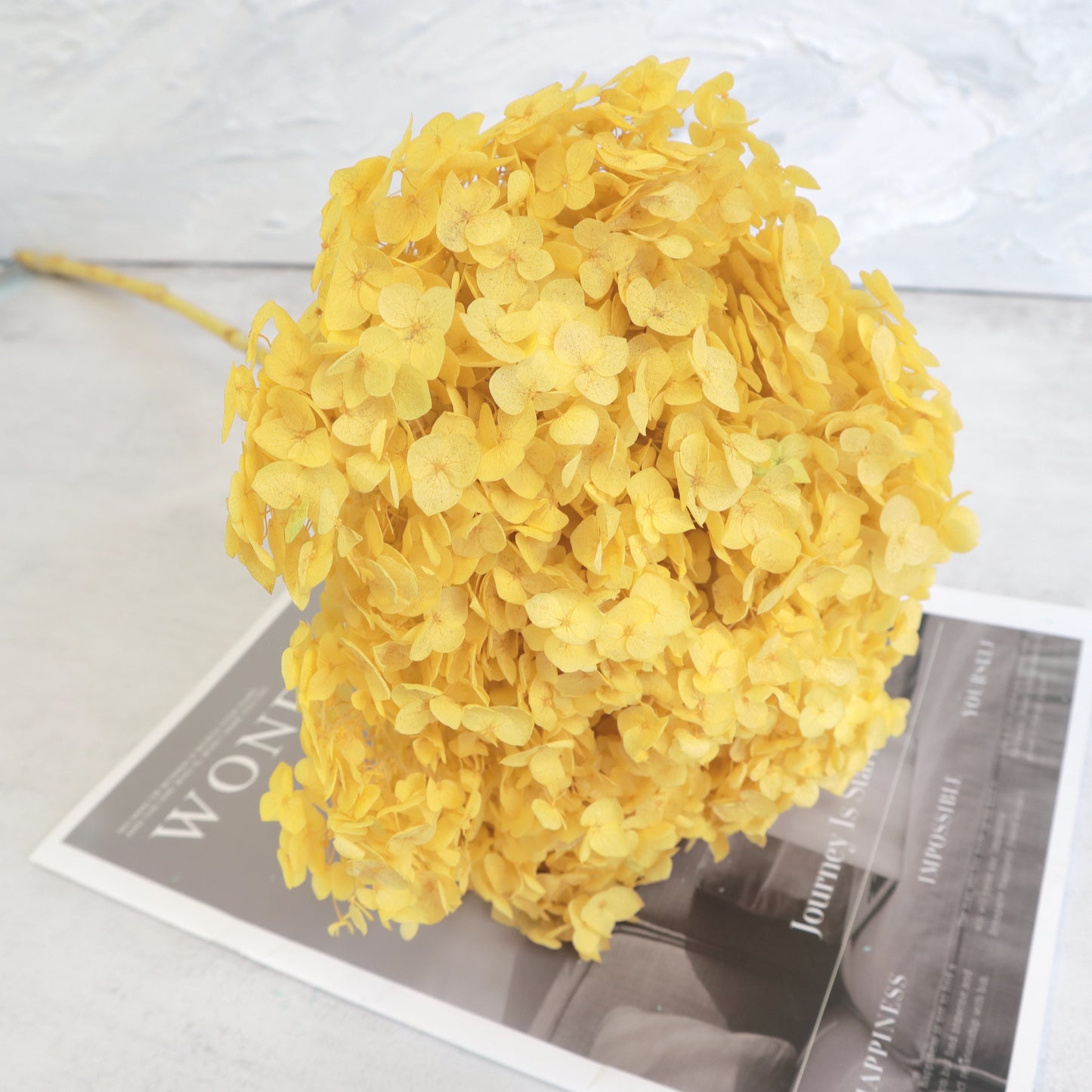 Annabelle Hydrangea Cyber Yellow