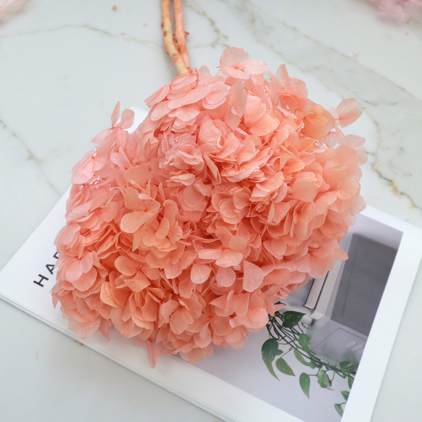 Hydrangea Bigleaf Coral Pink