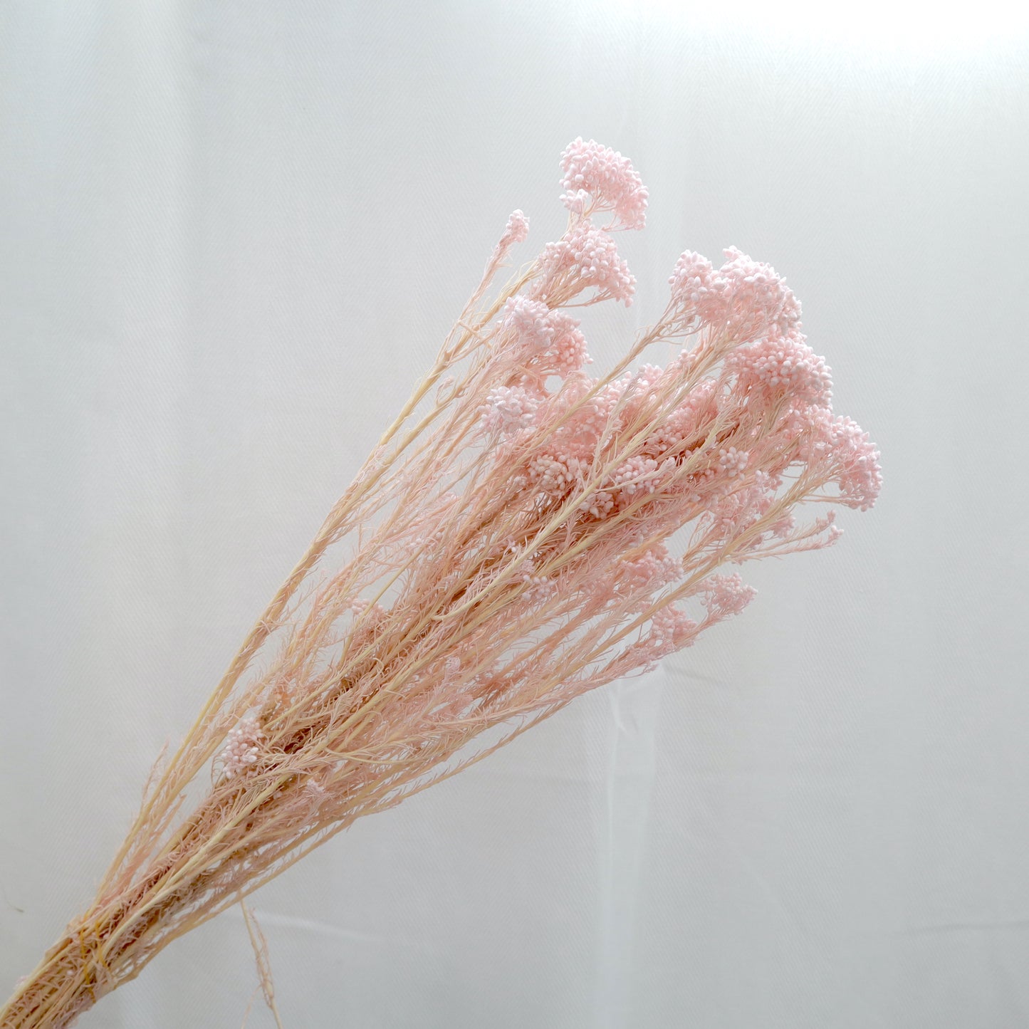 Rice Flower Pink