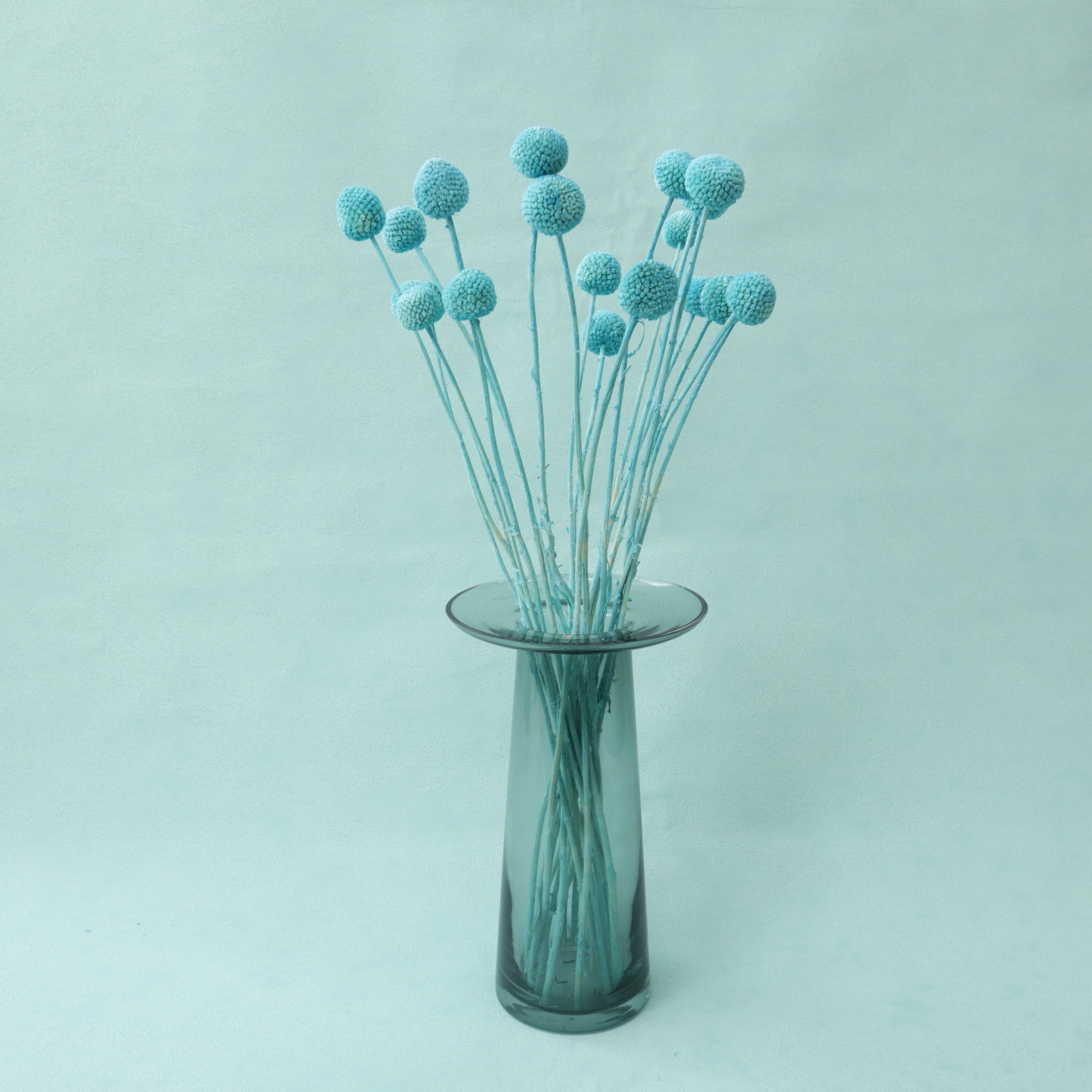 Billy Button – Floral Forest Wholesale