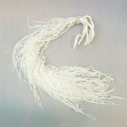 Amaranthus Pure White