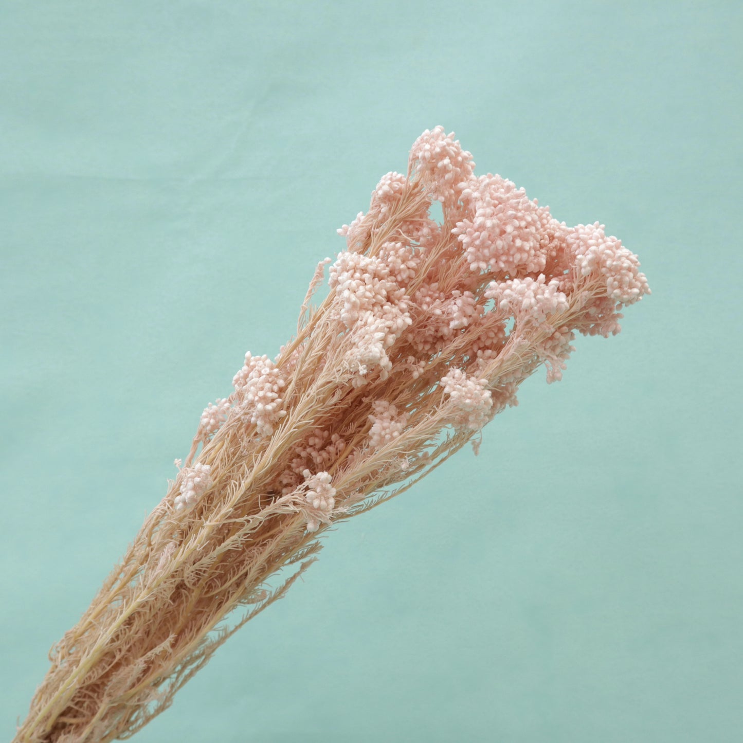 Rice Flower Pink