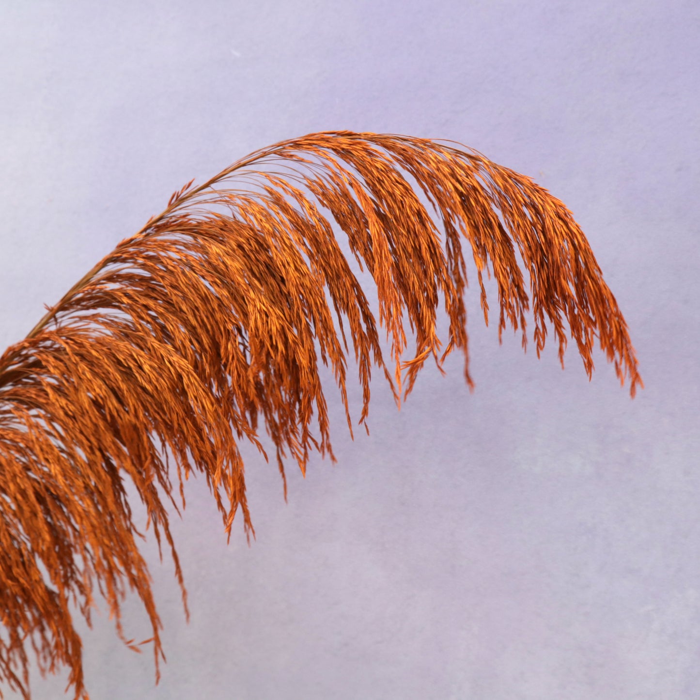 One Side Hanging Pampas Rust Orange