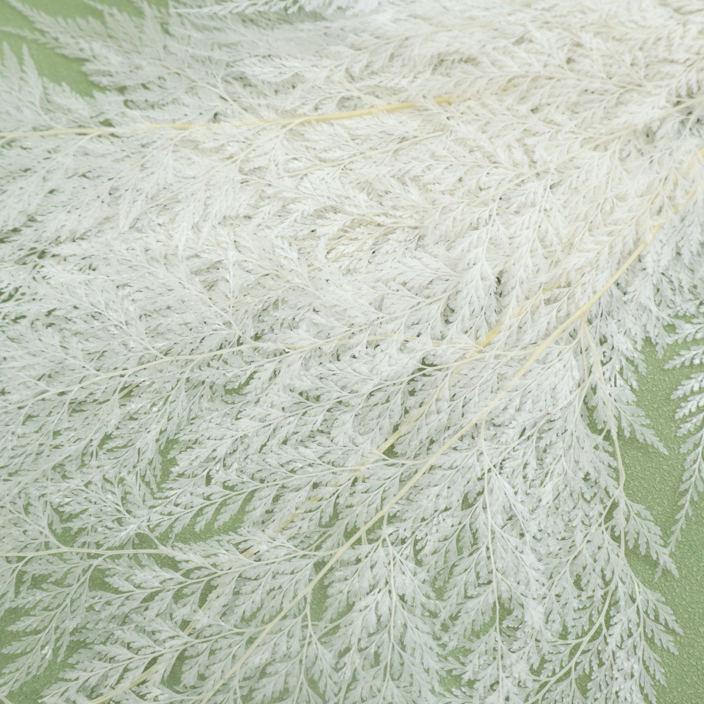 Leather Fern Small White (snow flake)