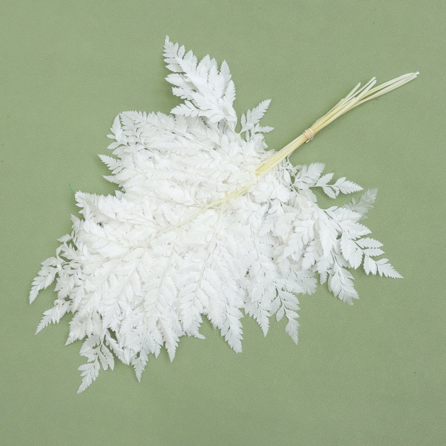 Leather Fern Small White