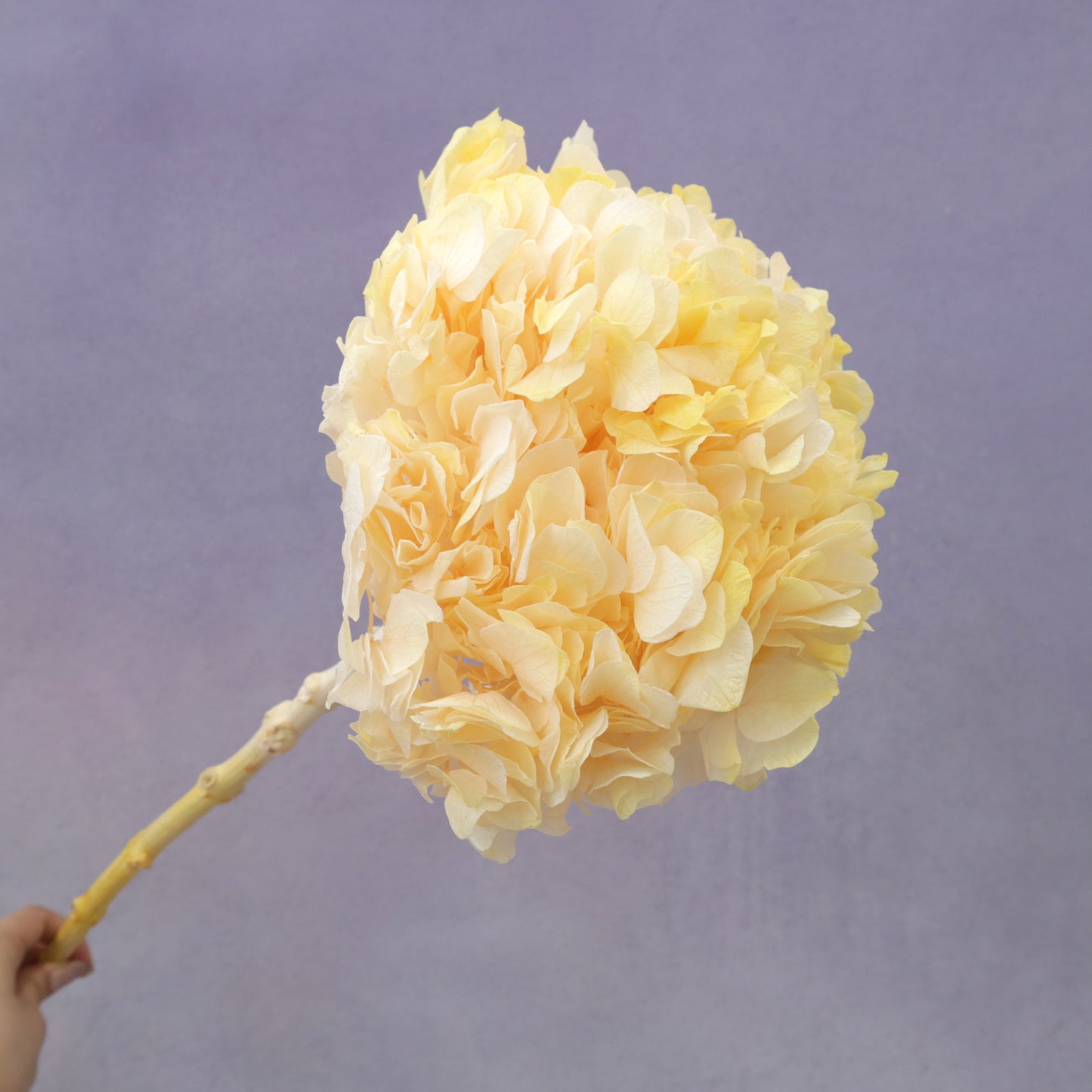 Hydrangea Bigleaf Gradient Yellow