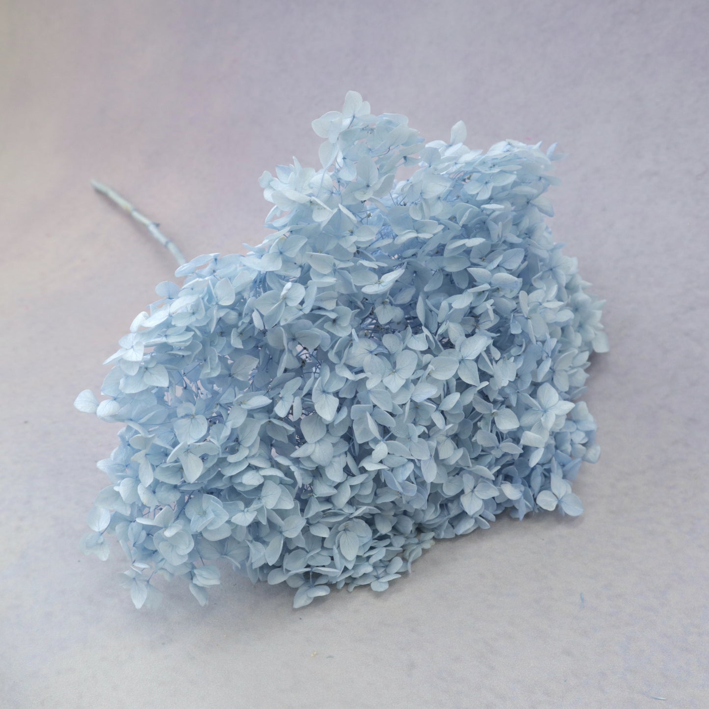 Annabelle Hydrangea Baby Blue