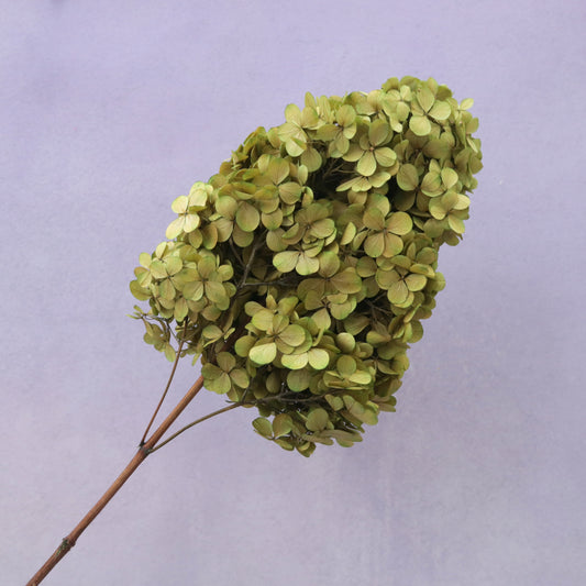 Paniculata Hydrangea Olive Green