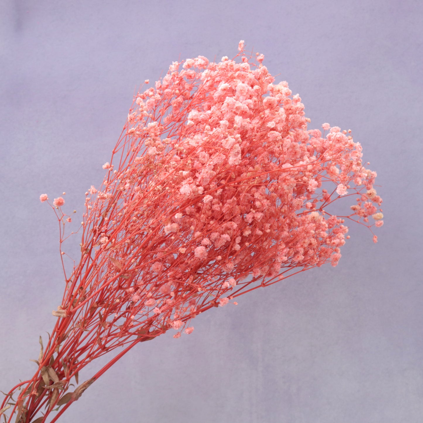 Baby's Breath Pink