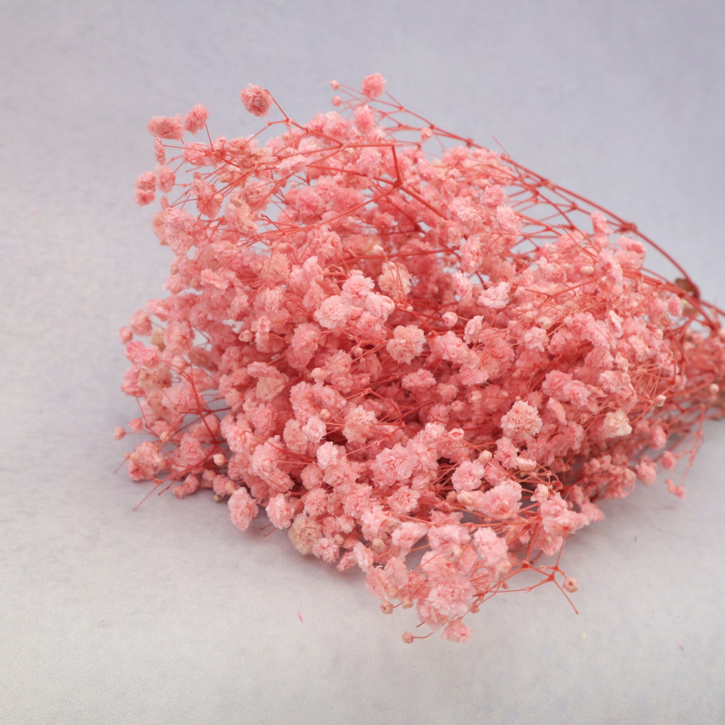 Baby's Breath Pink