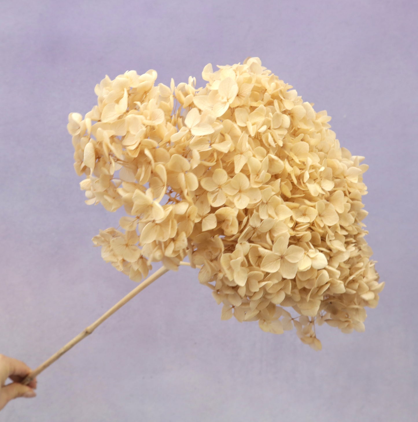 Annabelle Hydrangea Sand