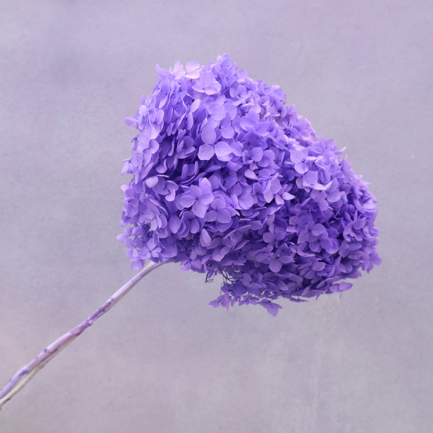 Annabelle  Hydrangea Orchid Purple