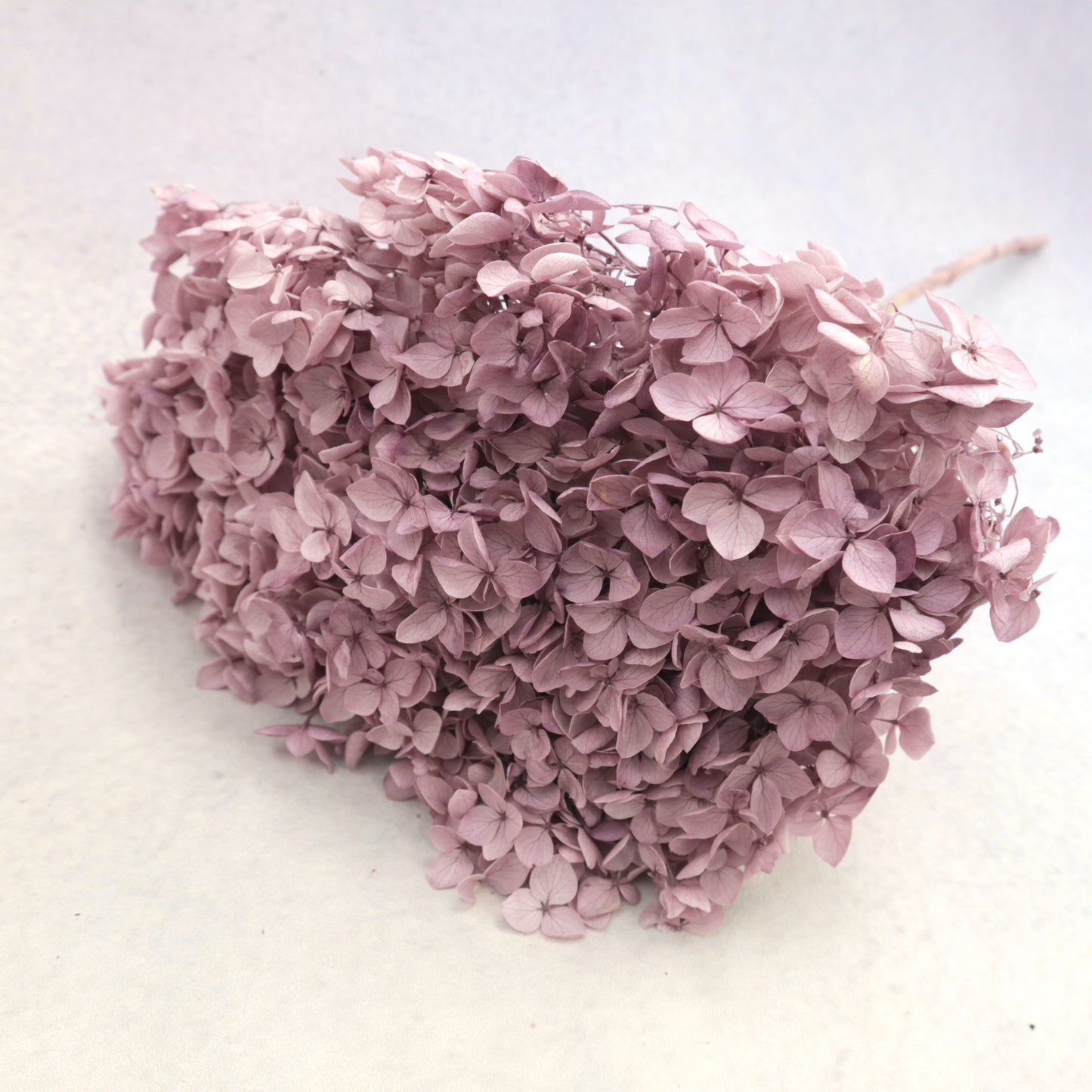 Annabelle Hydrangea Mauve