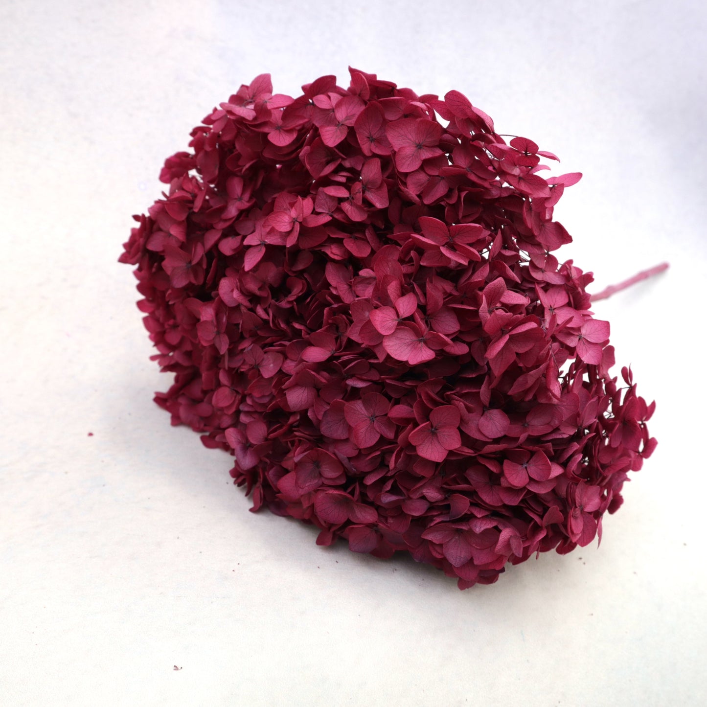 Annabelle Hydrangea Burgundy