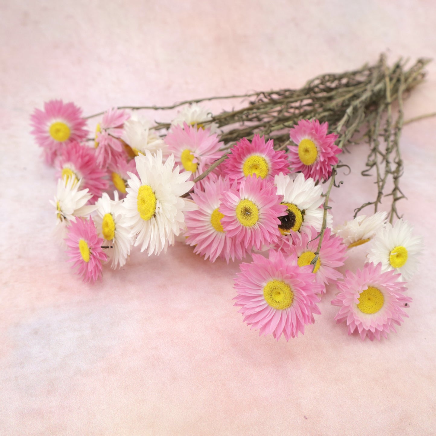 Dried Daisy