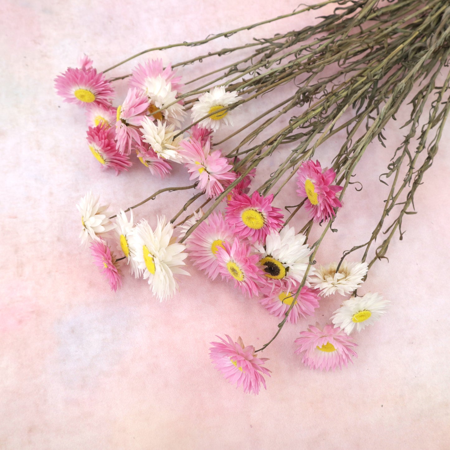 Dried Daisy