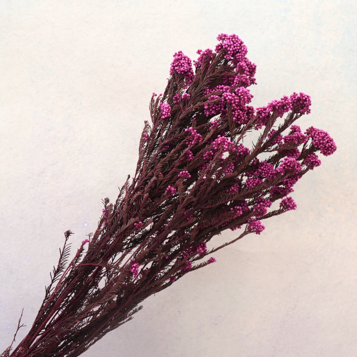 Rice Flower Magenta