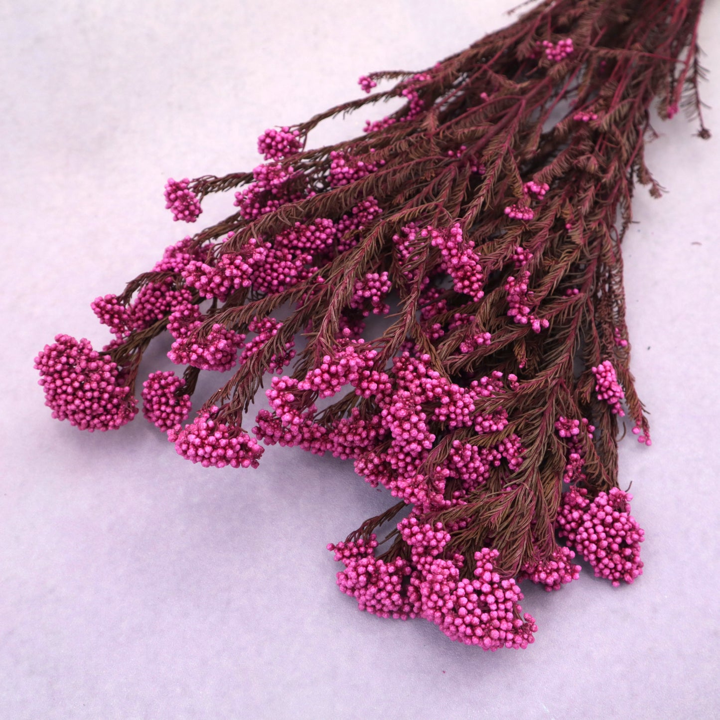 Rice Flower Magenta