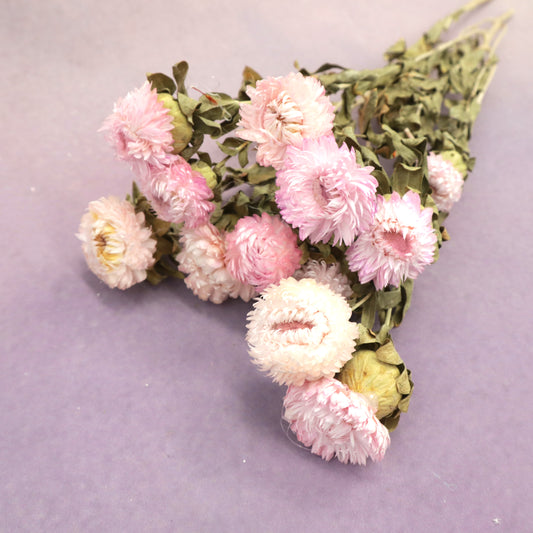 Preserved Strawflowers Pink