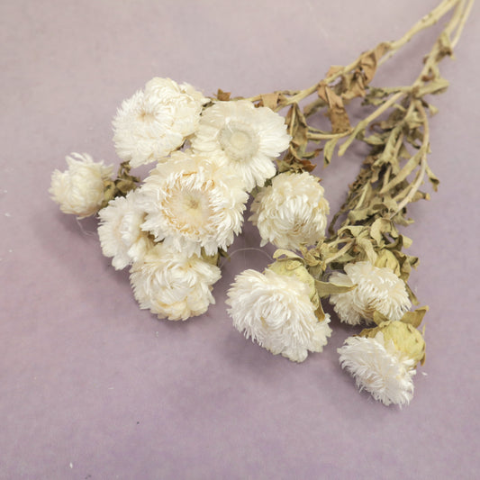 Strawflowers White