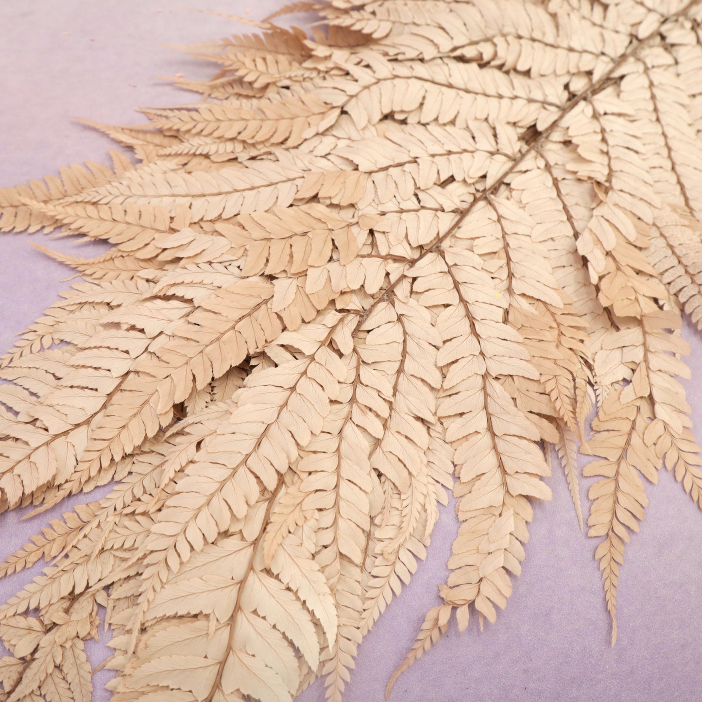 Leather Fern Large Khaki