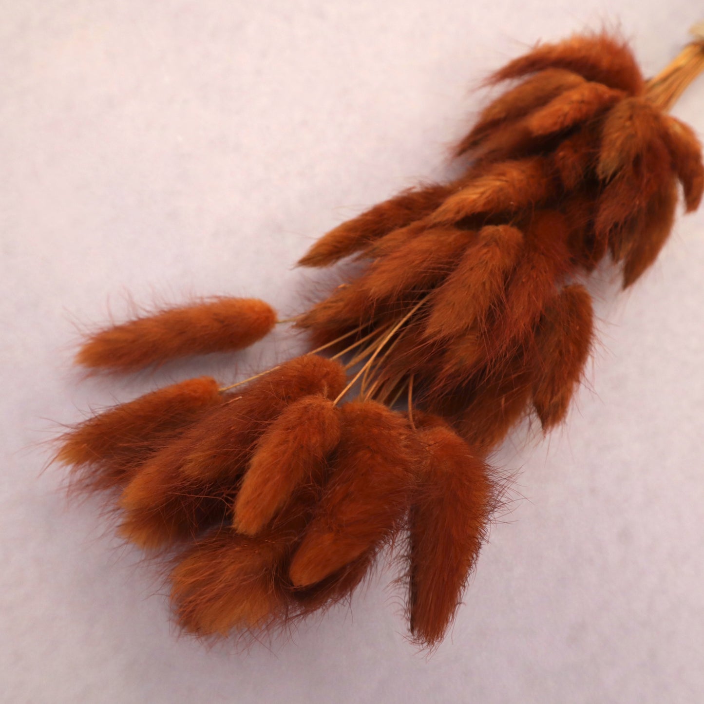 Bunny Tails Burnt Orange