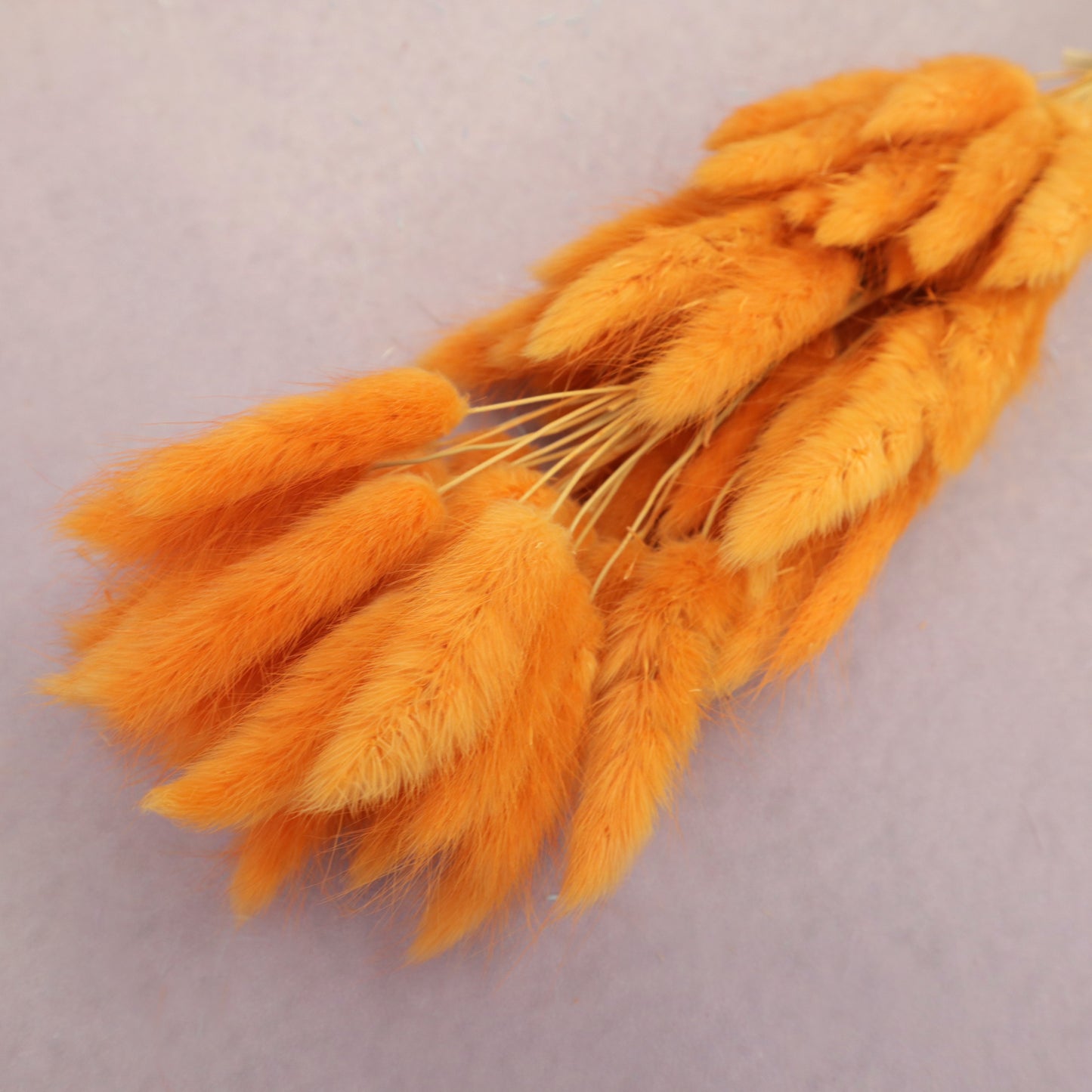 Bunny Tails Orange