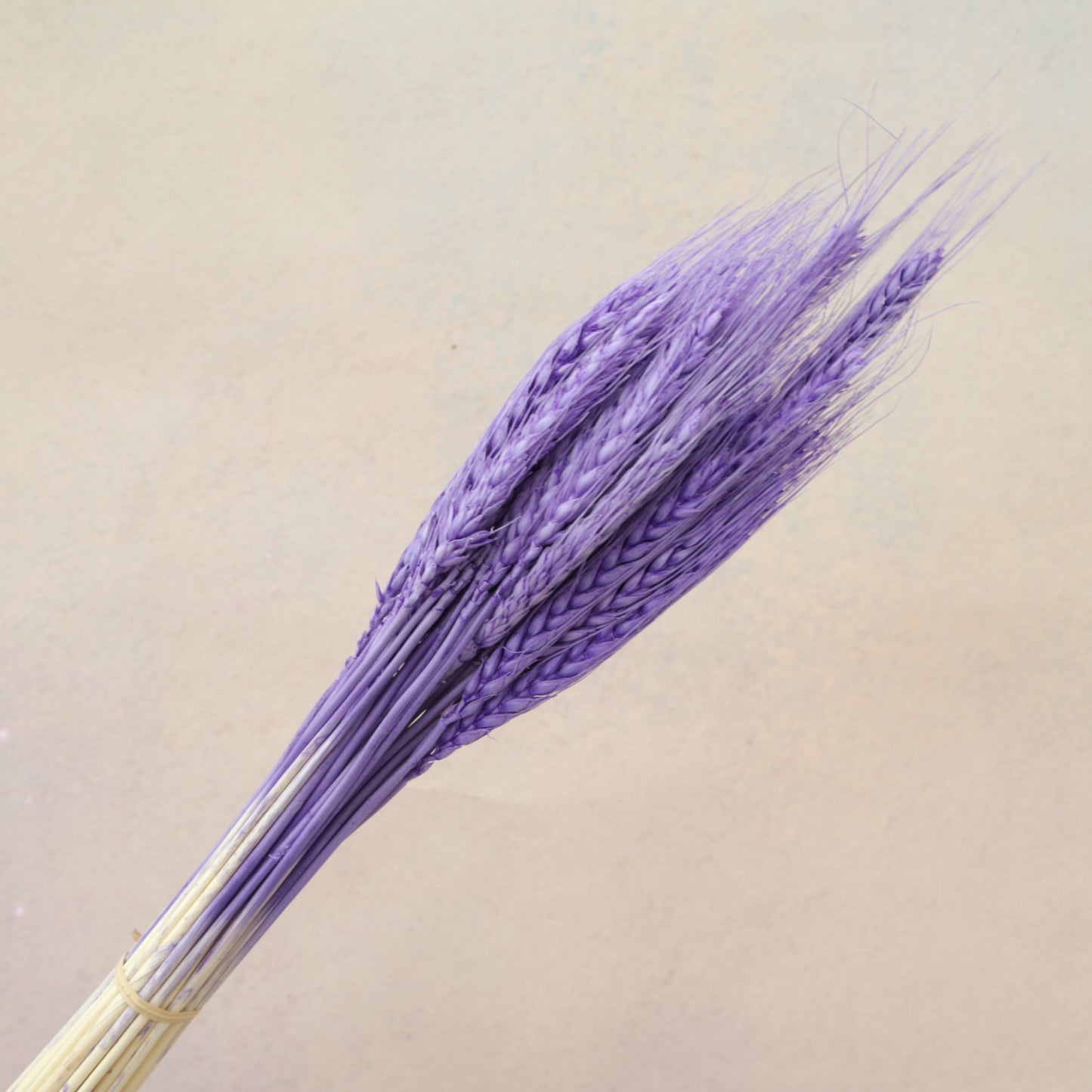 Dried Wheat Purple