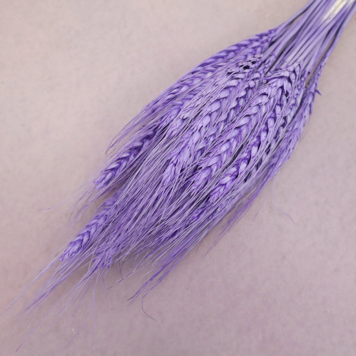 Dried Wheat Purple