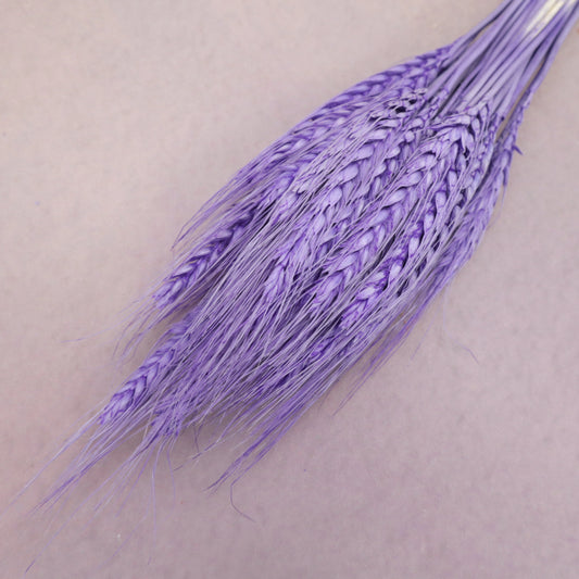 Dried Wheat Purple