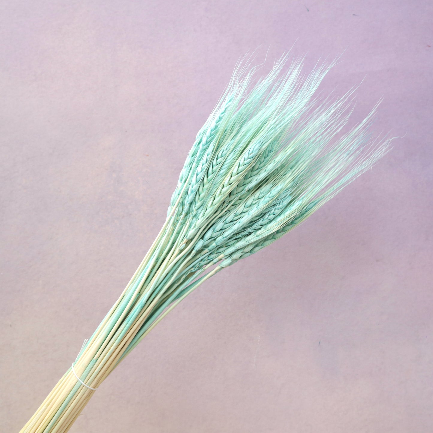 Dried Wheat Turquoise