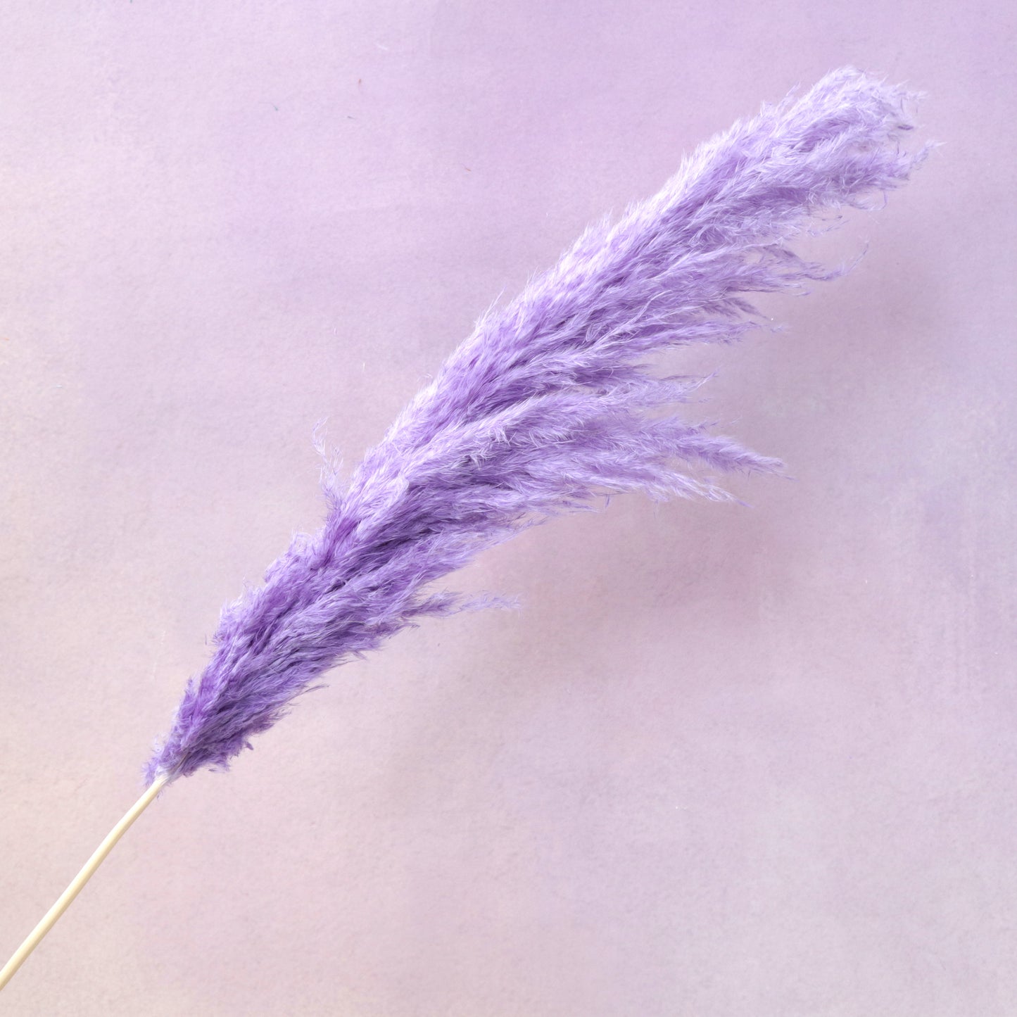 Pampas Grass Lavender