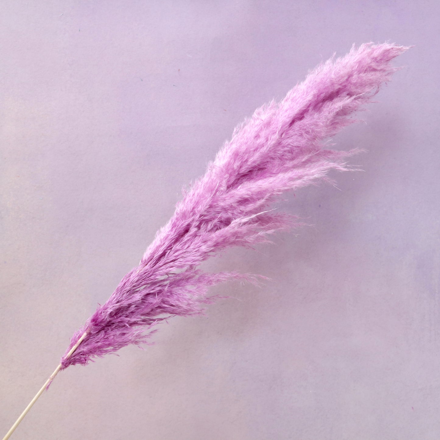 Pampas Grass Lilac