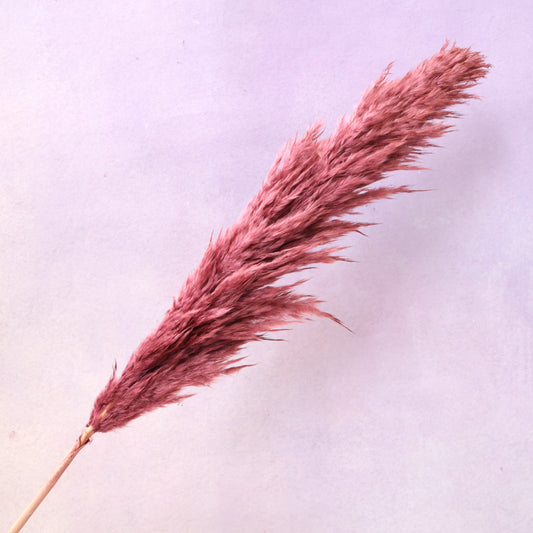 Pampas Grass Wine Red