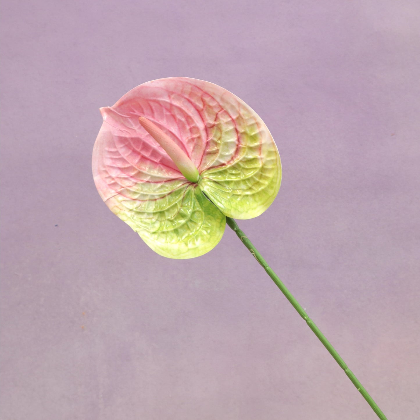 Artificial Anthurium Gradient Pink