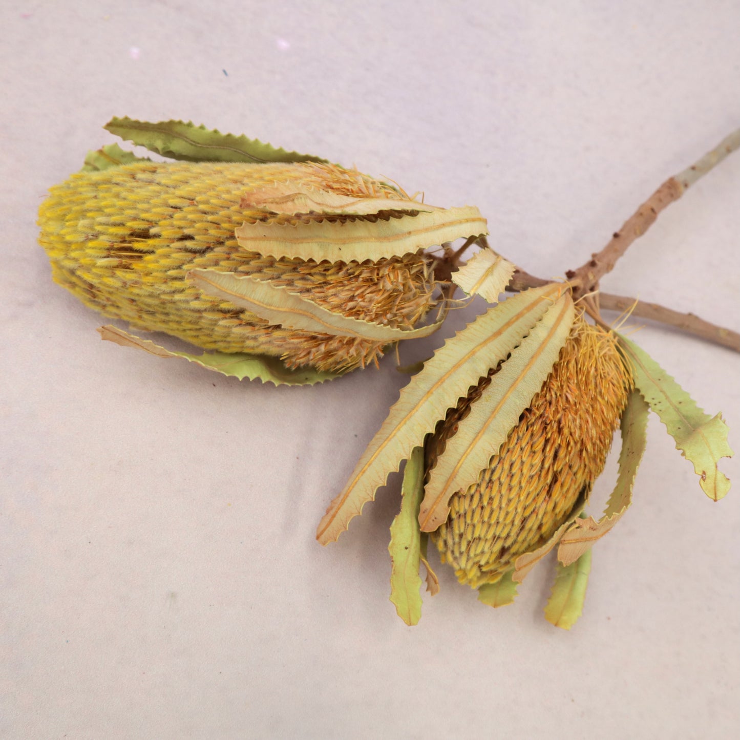 Banksia Yellow