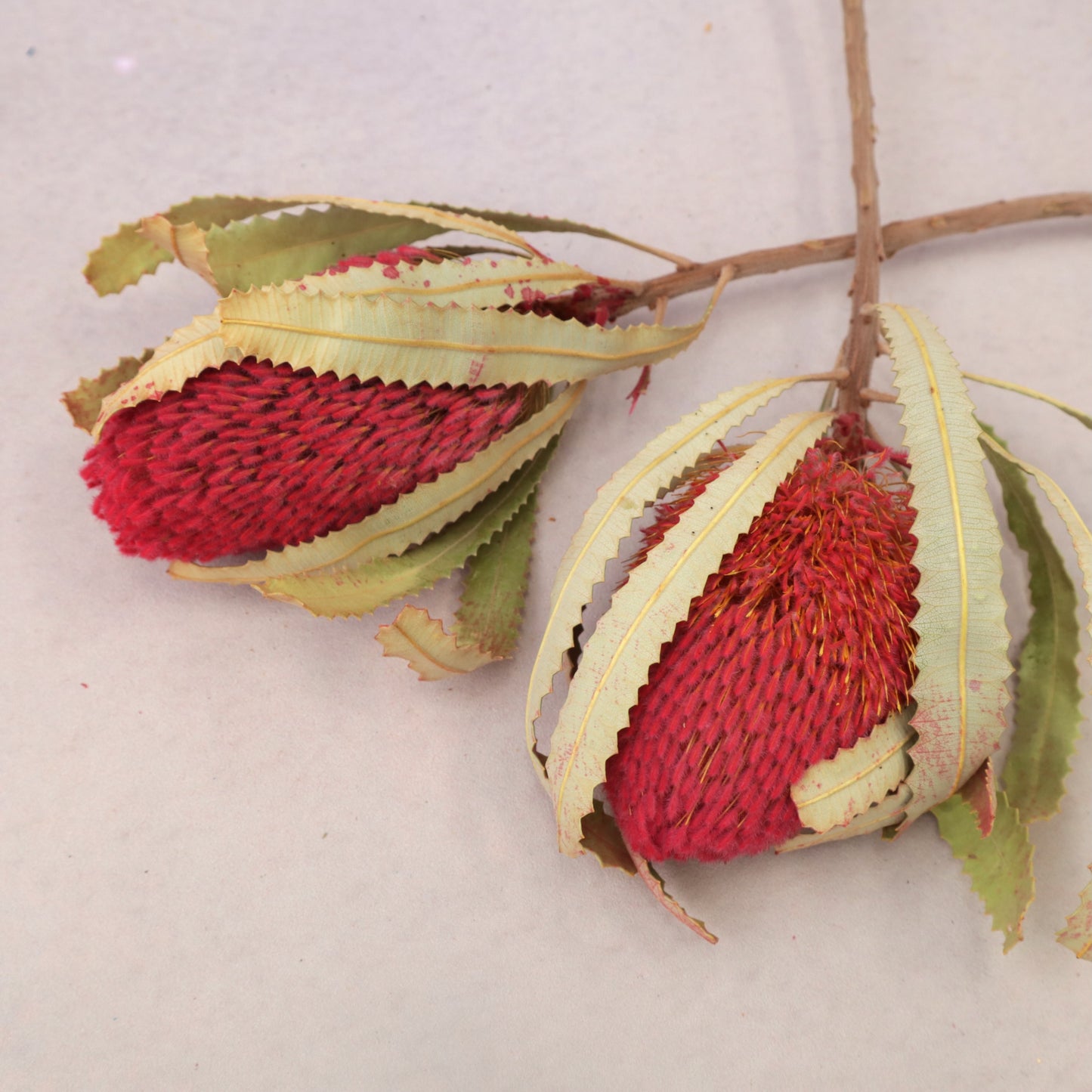 Banksia Red