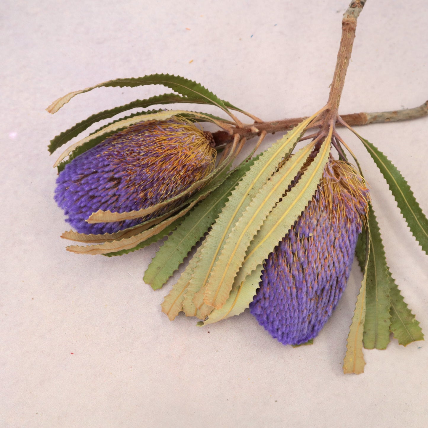 Banksia Purple