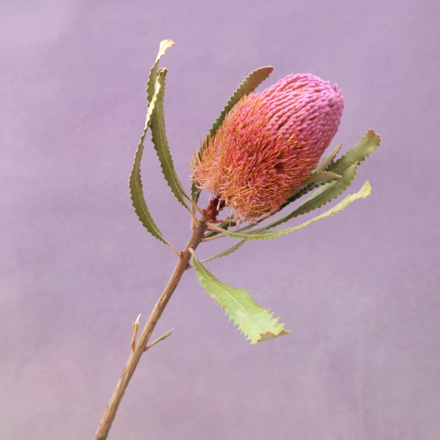 Banksia Pink