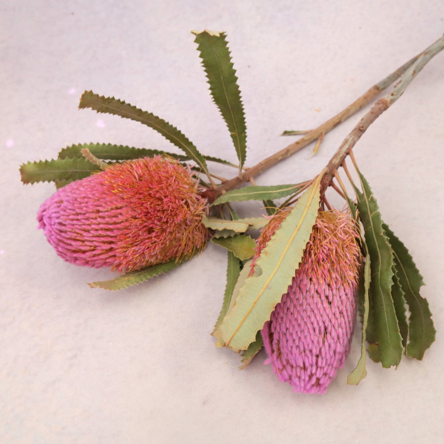 Banksia Pink