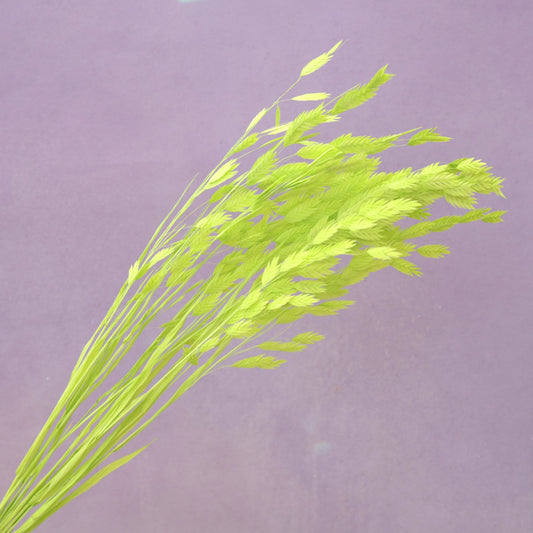 Sea Oats Lime Green