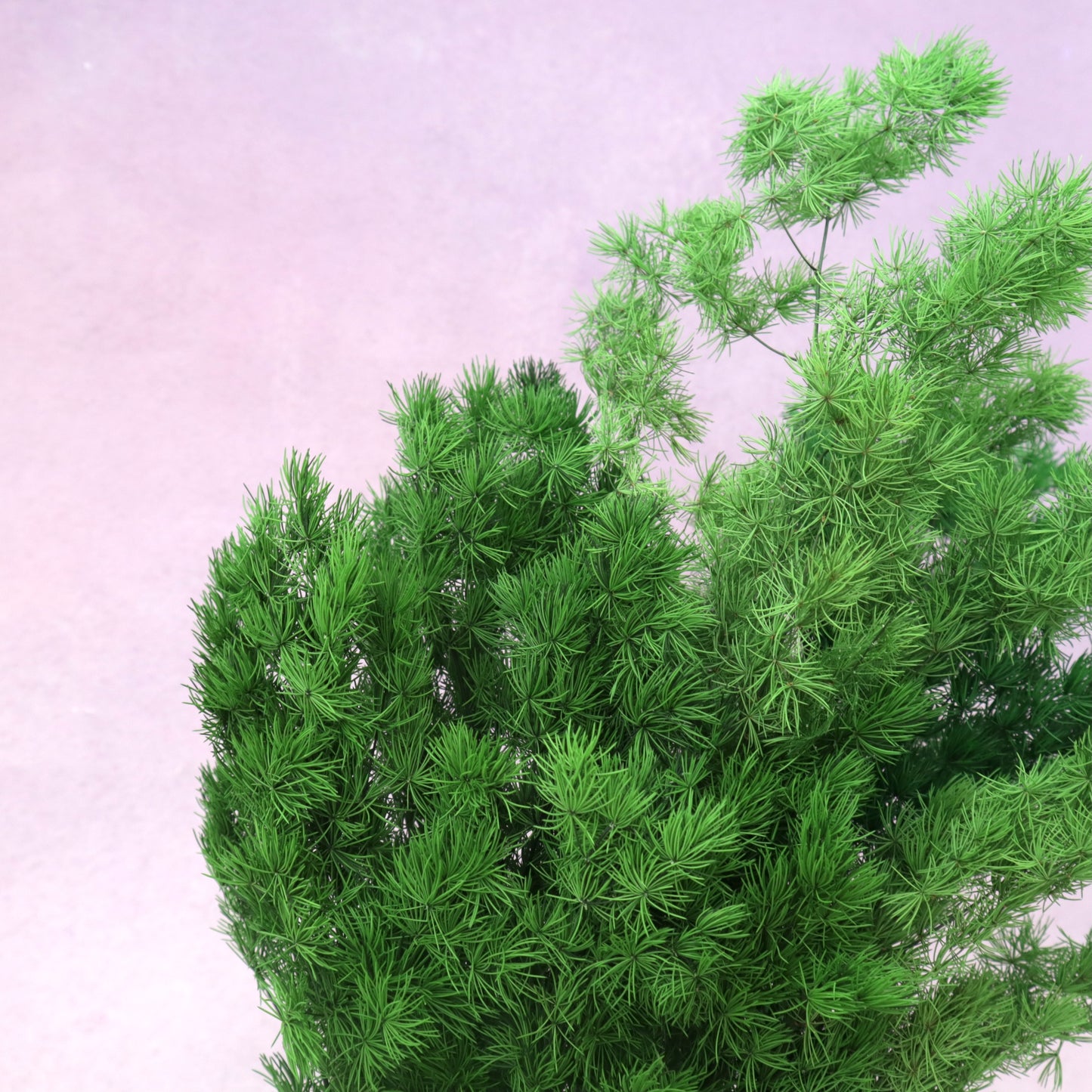 Ming Fern Pine Green