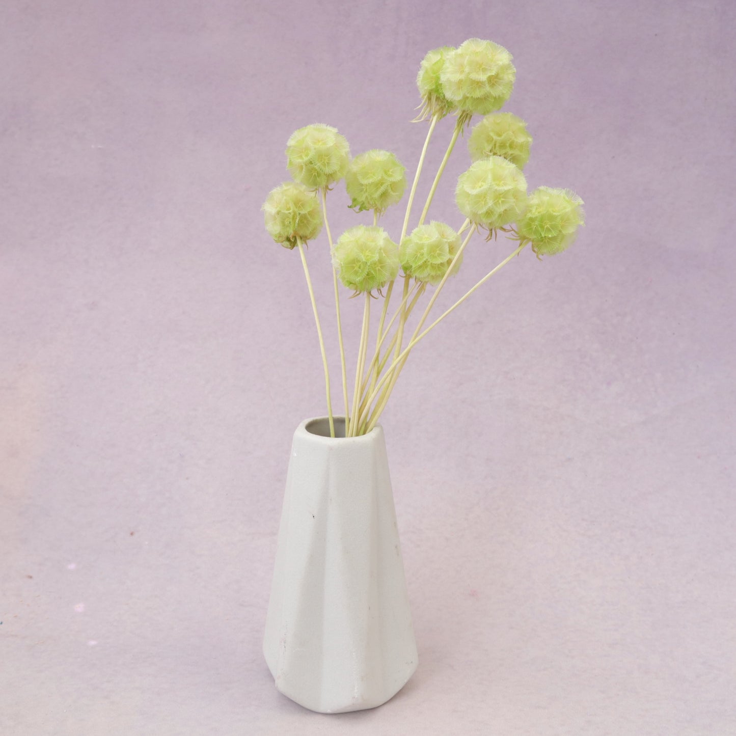 Scabiosa Lime