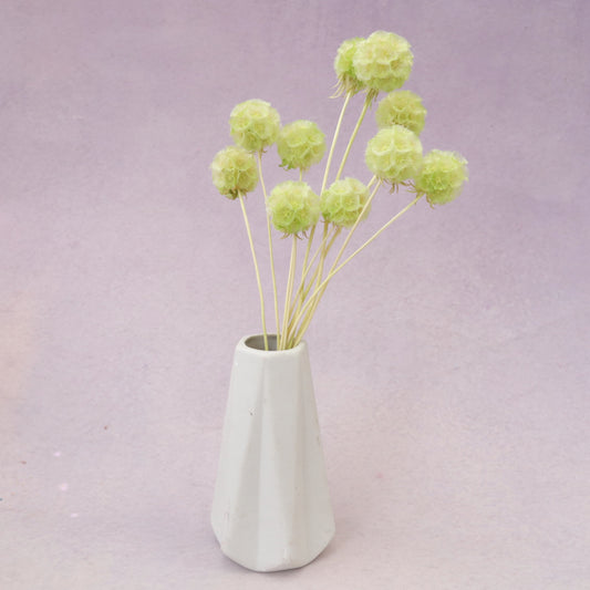 Scabiosa Lime