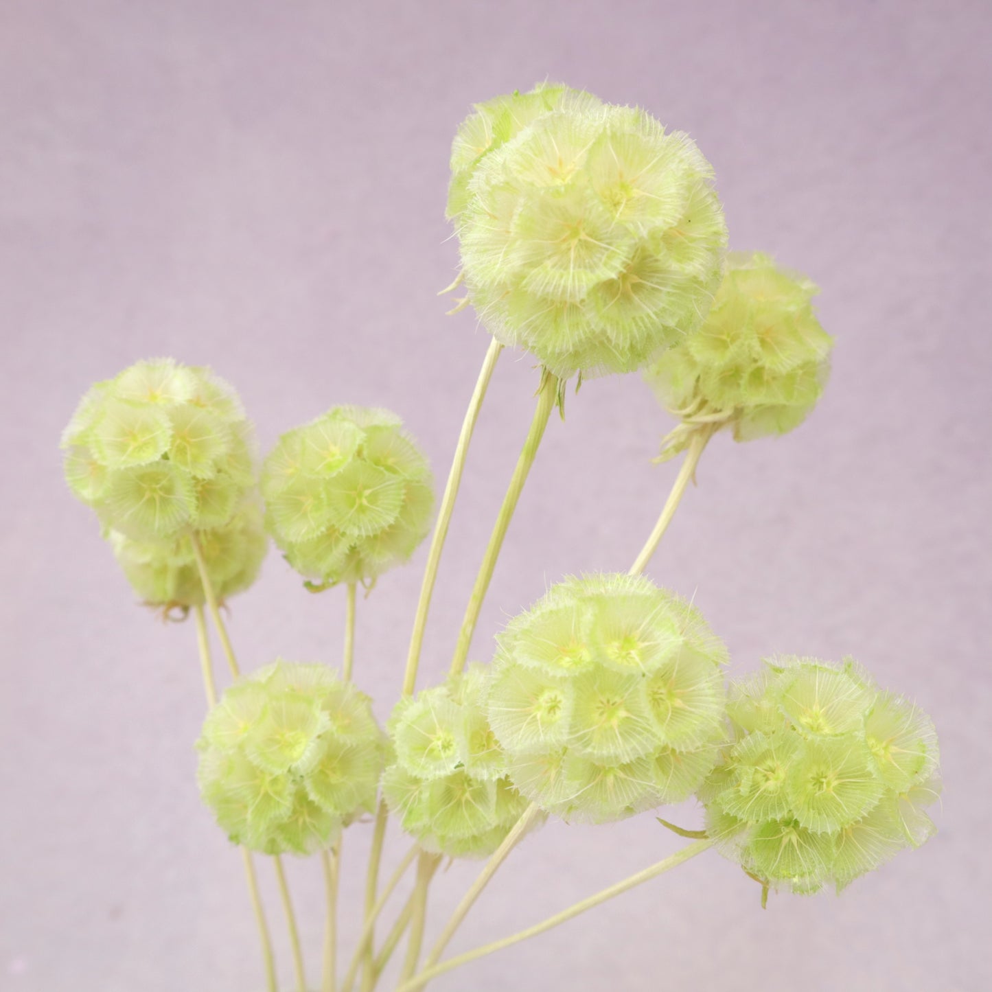 Scabiosa Lime